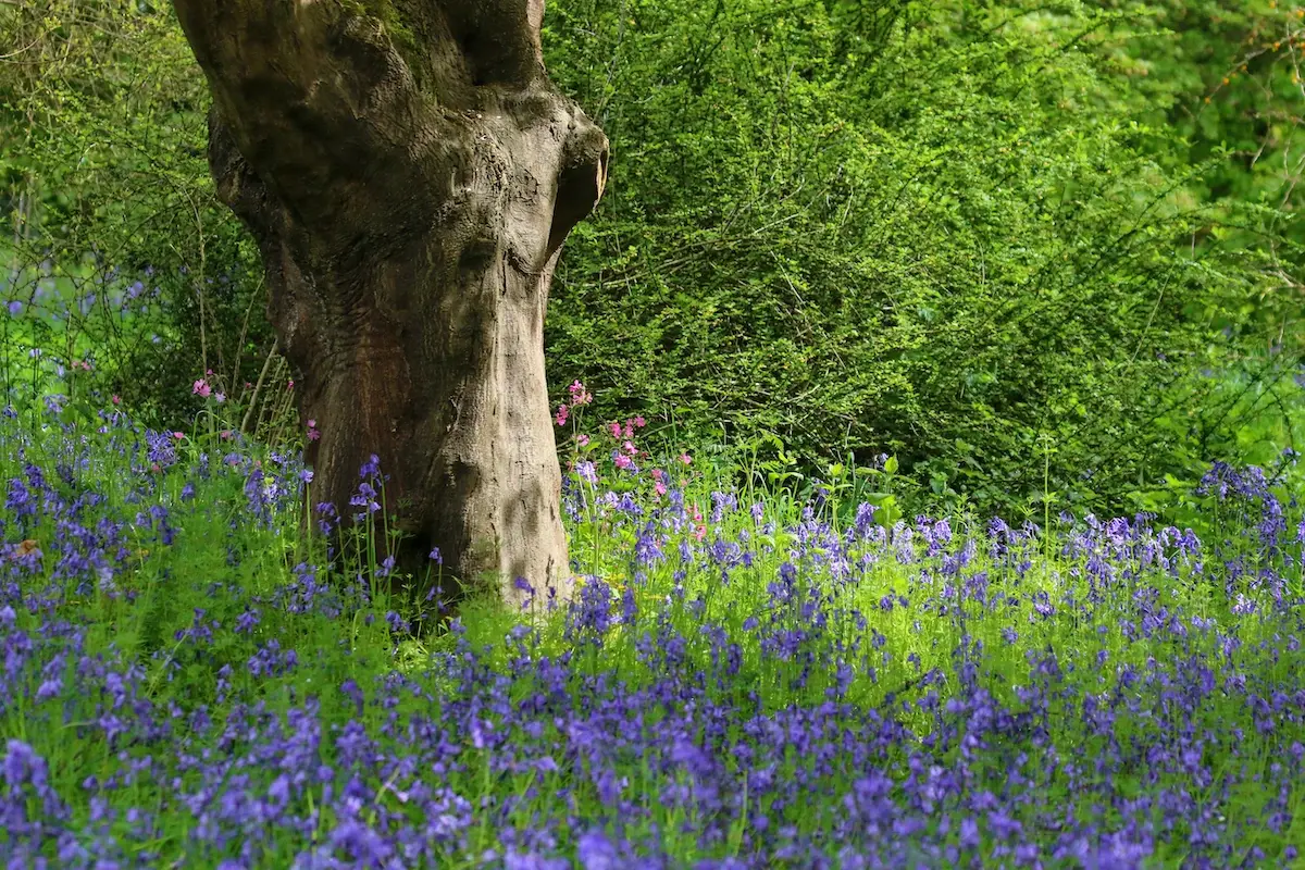 Bluebells carpeting woodland at Thorp Perrow