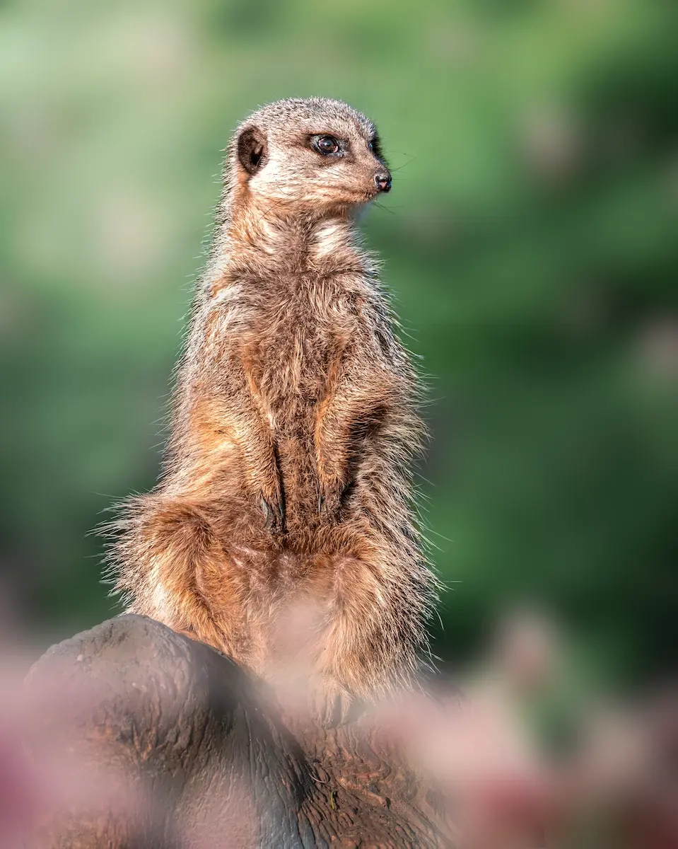 Meerkats