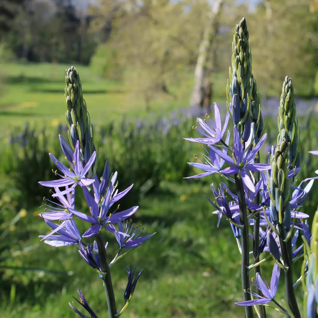 Summer parkland at Thorp Perrow