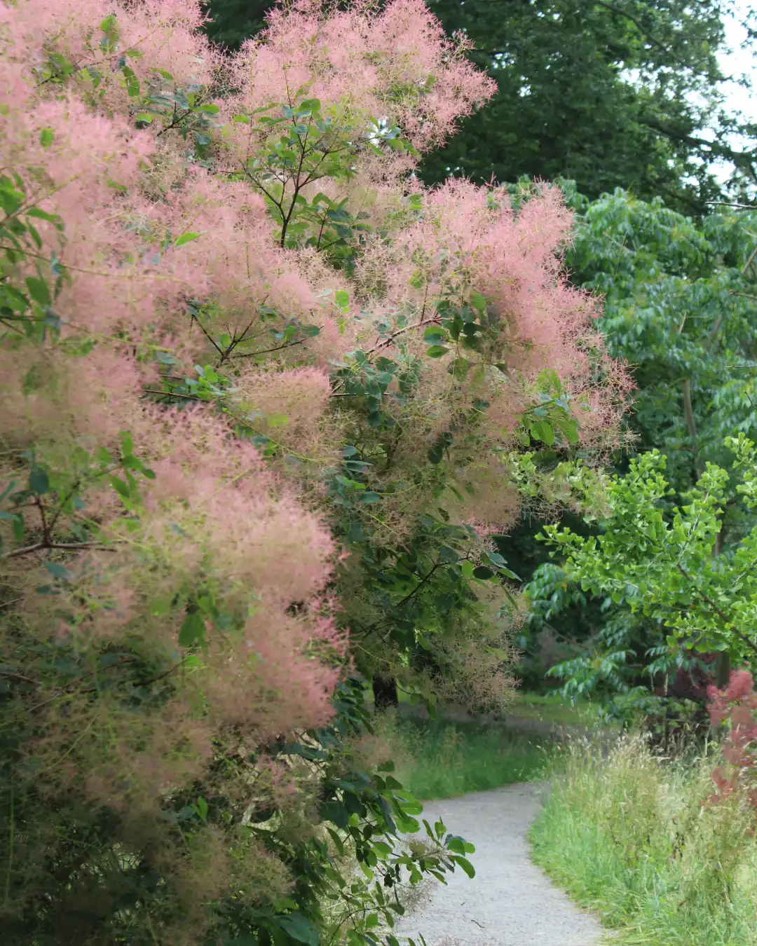 Cotinus National Collection