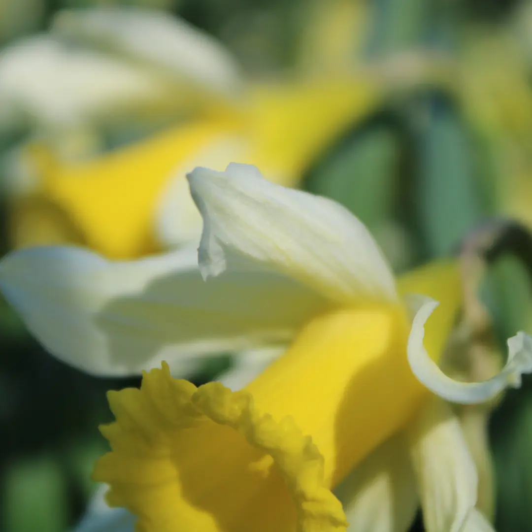 Daffodils in bloom at Thorp Perrow Arboretum