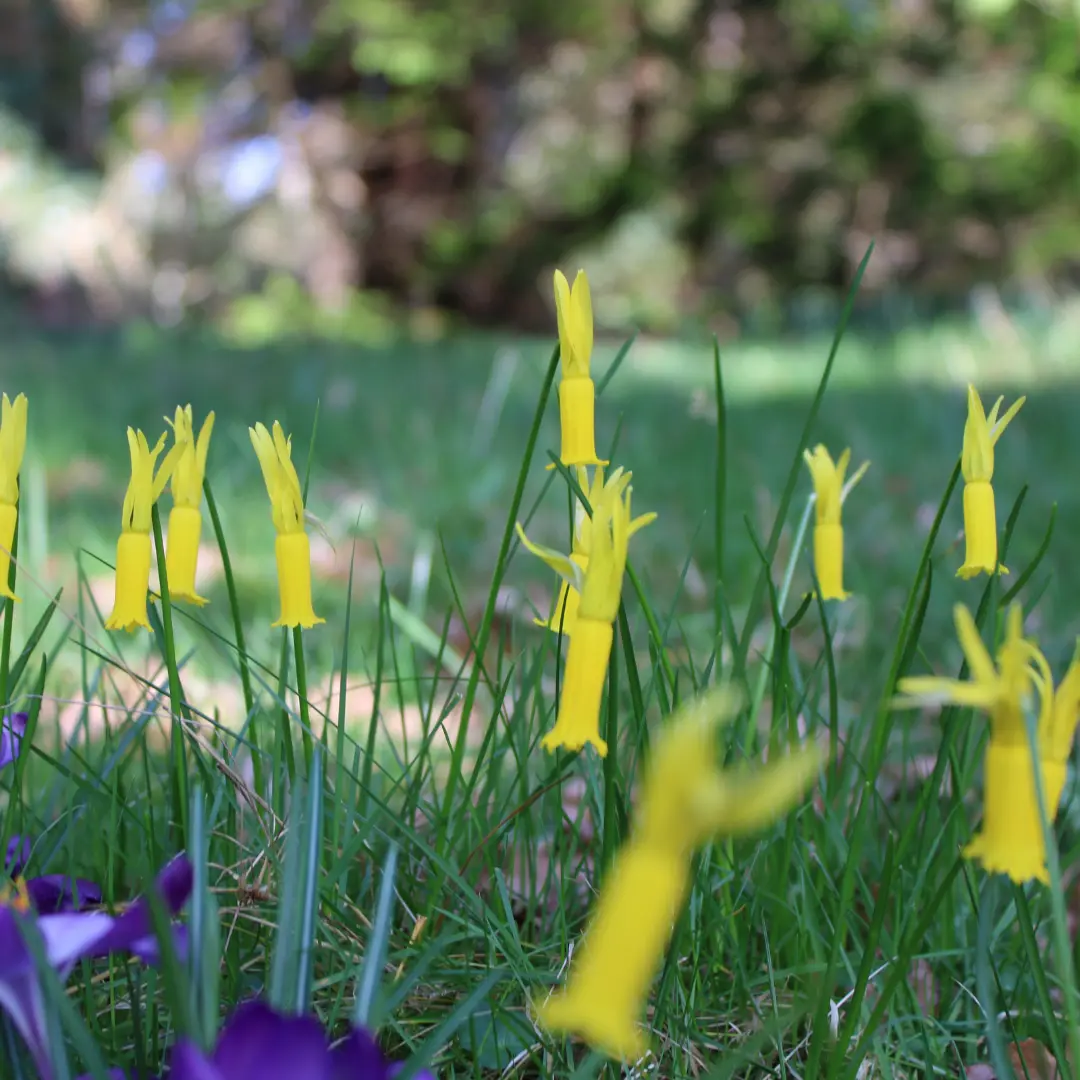 Daffodils along a path at Thorp Perrow