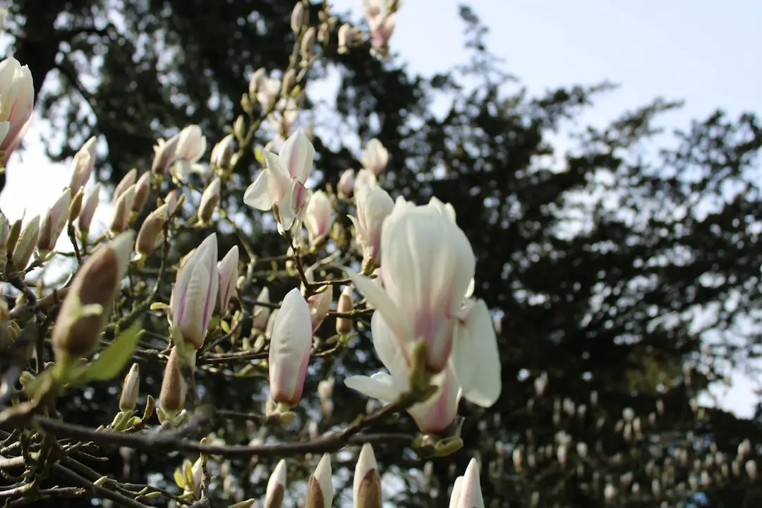 Magnolia blossom at Thorp Perrow