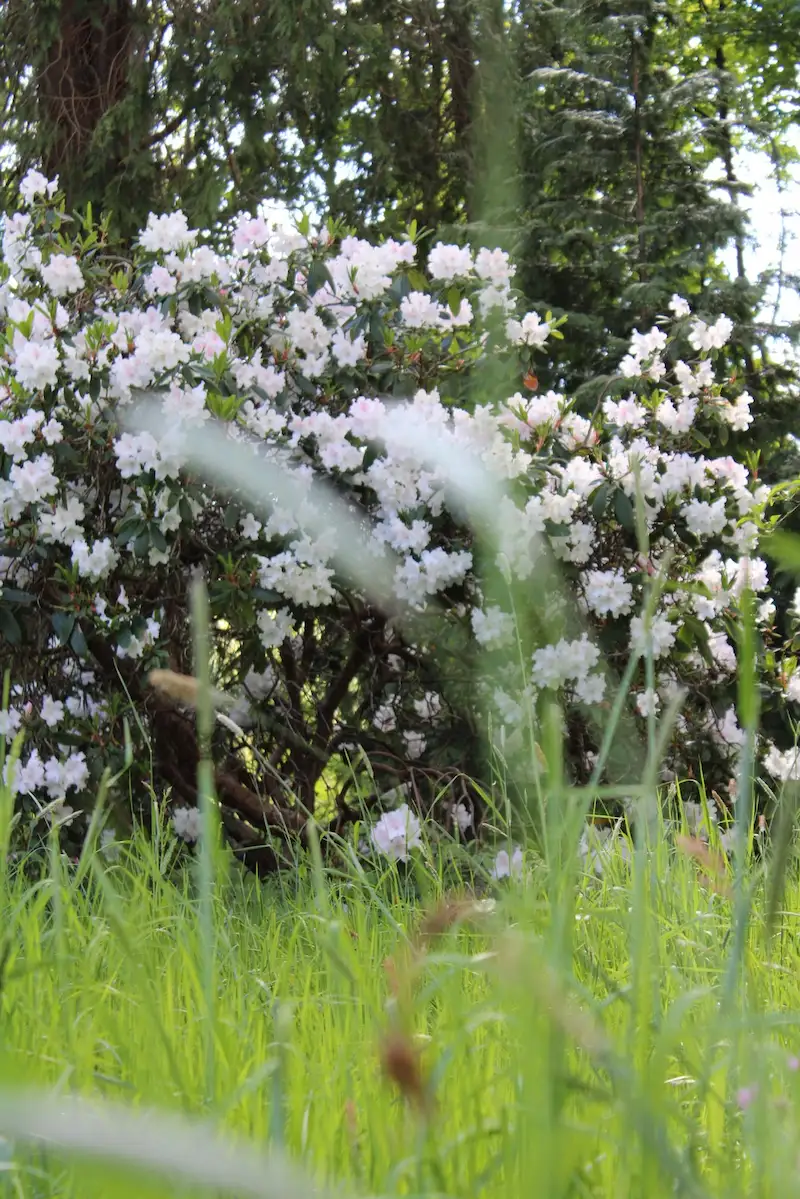 Seasonal flowers at Thorp Perrow