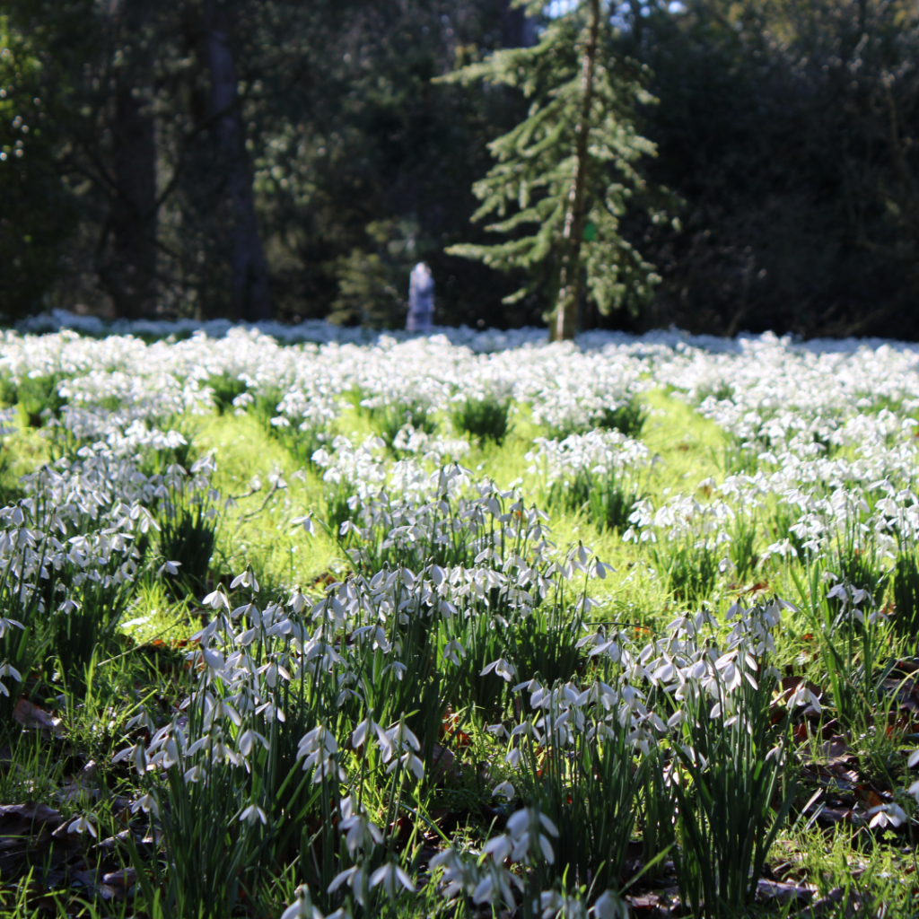 Snowdrops in flower at Thorp Perrow Arboretum