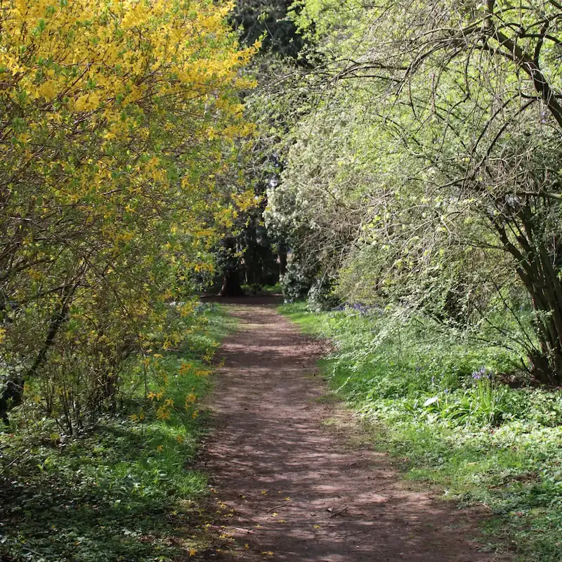 Summer path at Thorp Perrow Arboretum