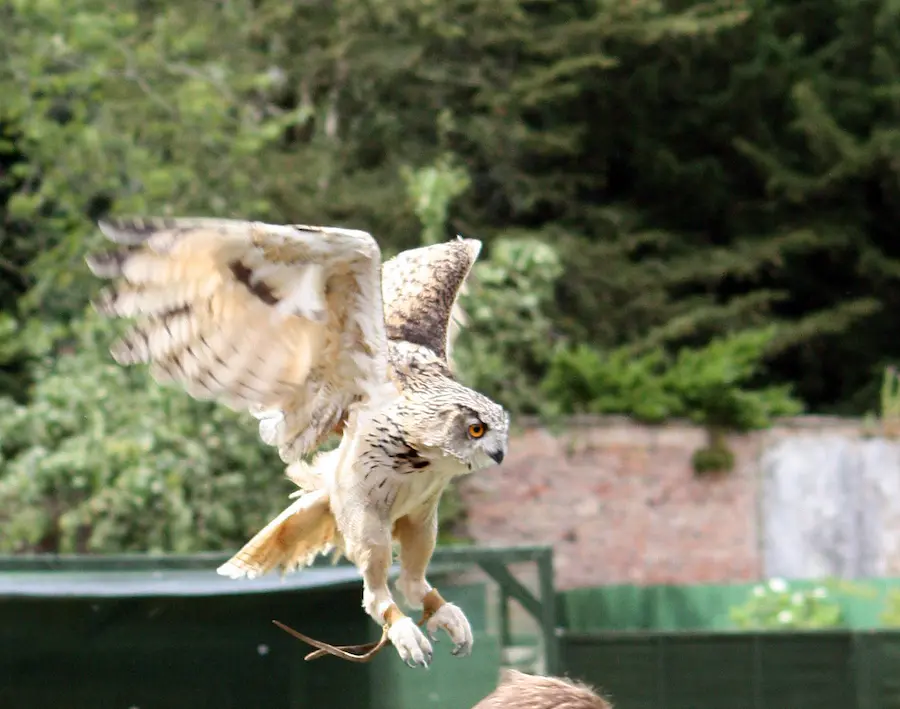 Bird of prey at Thorp Perrow