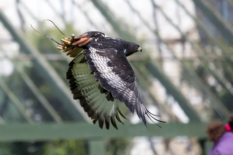 Flying bird of prey being demonstrated at thorp perrow