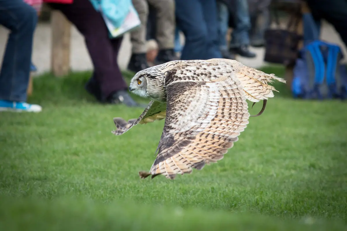 BirdofPrey 3 at Thorp Perrow