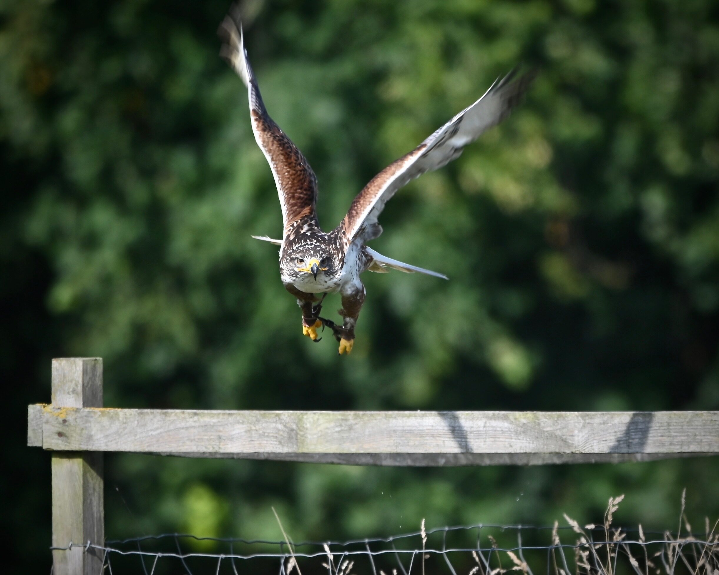 Bird of prey at Thorp Perrow
