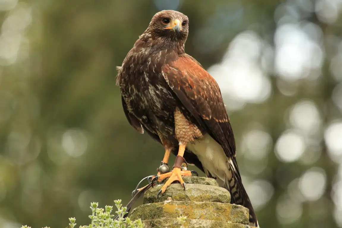 Bird of Prey Photography Workshop