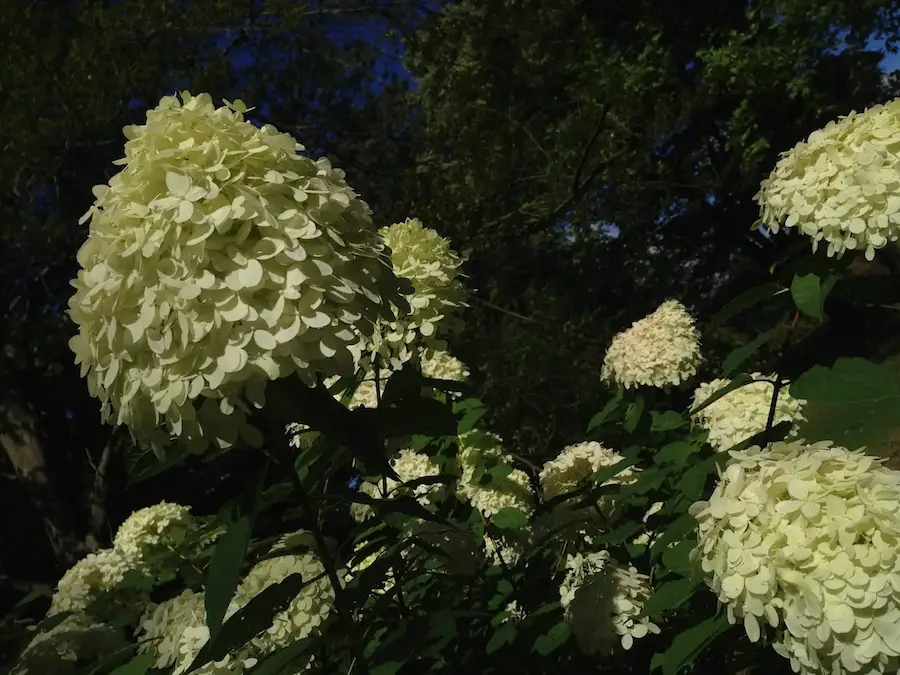 Hydrangeas in flower at Thorp Perrow Arboretum