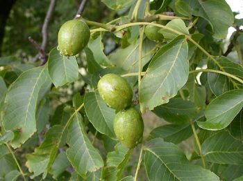 Walnut National Collection