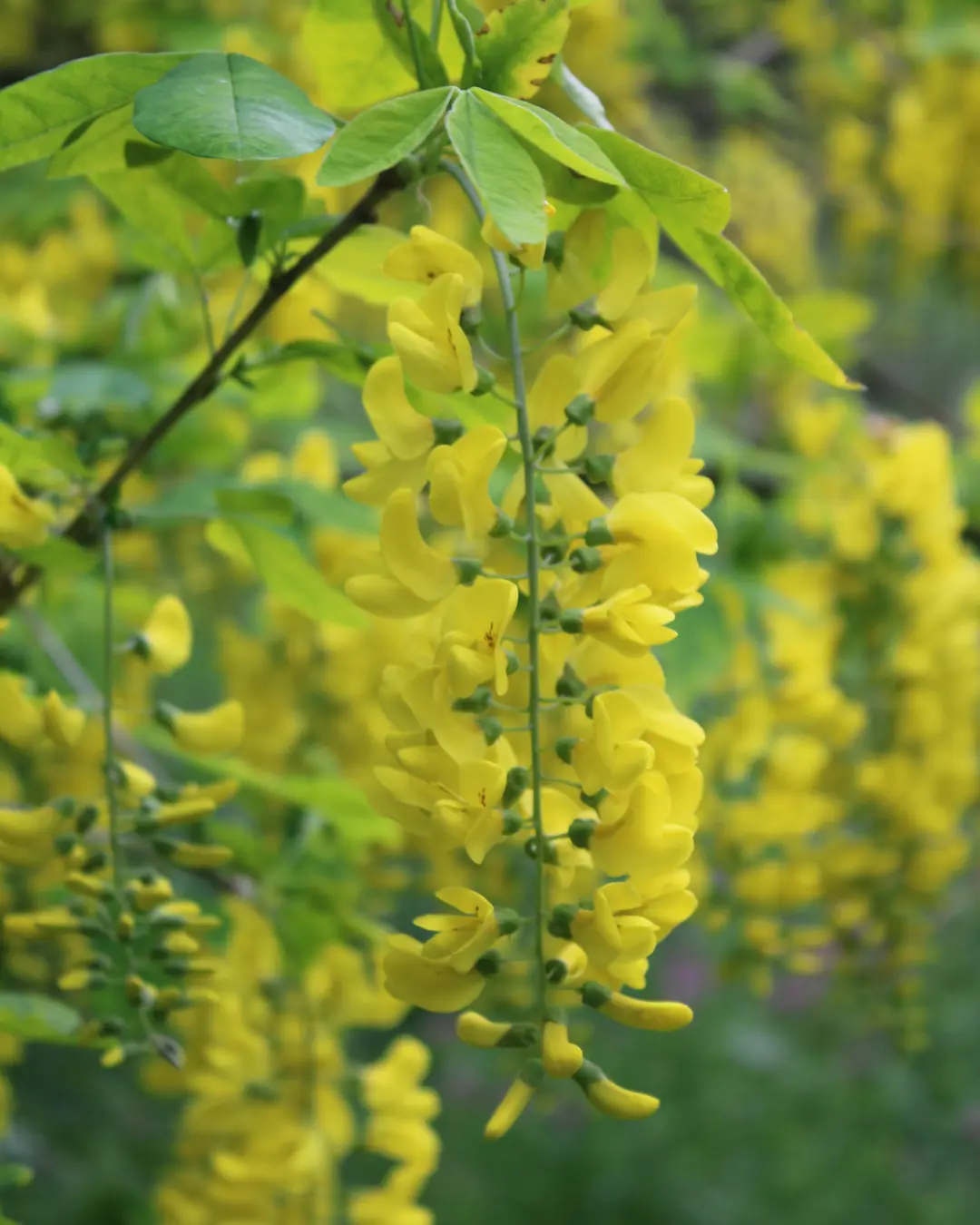 Laburnum National Collection