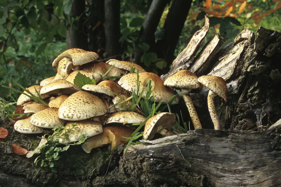 Fungi Workshop with Dr Keith Thomas
